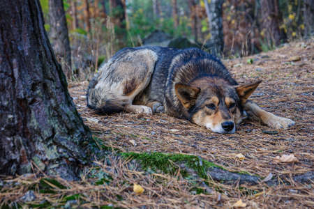 Big beautiful and very sad homeless dog in a pine forestの写真素材