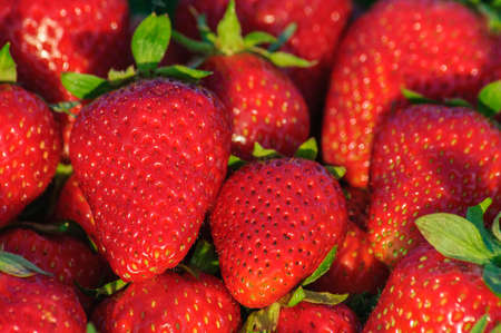 Big ripe red strawberries close upの写真素材