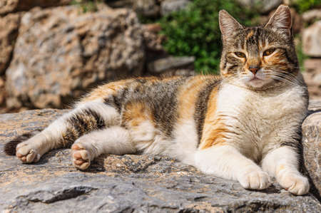 A large well-fed colored cat is basking on the stonesの写真素材