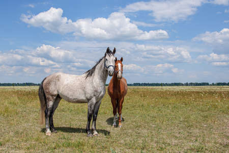 Rotting and brown horses close up against the skyの写真素材