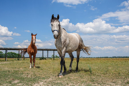 Rotting and brown horses close up against the skyの写真素材