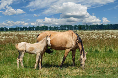 Beautiful red horse with a small baby maneの写真素材