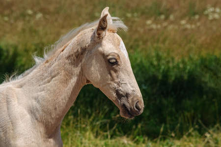 Muzzle of a small red baby horse close-upの写真素材