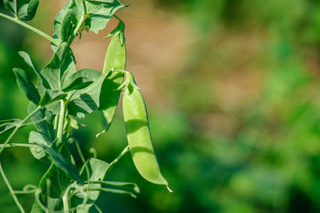 Pods of green peas on twigs with leavesの写真素材