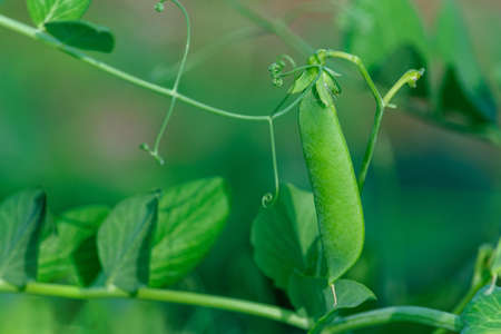 Pods of green peas on twigs with leavesの写真素材