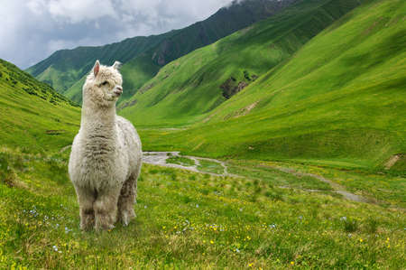 A white fluffy llama stands high in the mountains and looks down on the valleyの写真素材