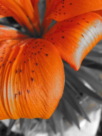 Lilyの写真素材