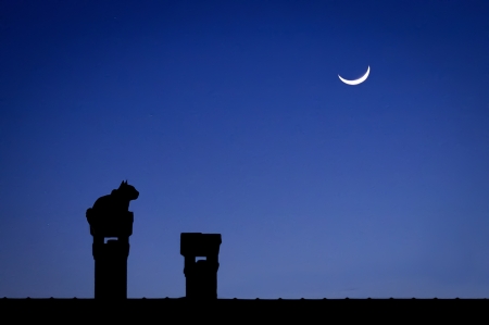 silhouette cat in the night is looking the moonの写真素材