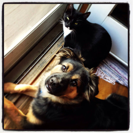 Cats and dogs love each other の素材