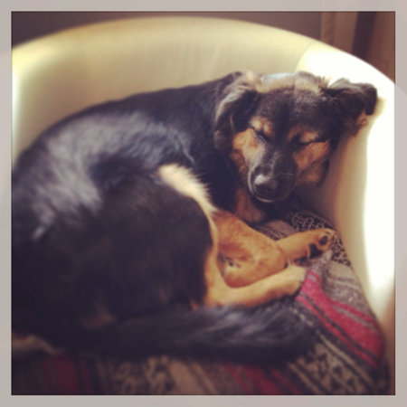 German shepherd sleeping on chairの素材