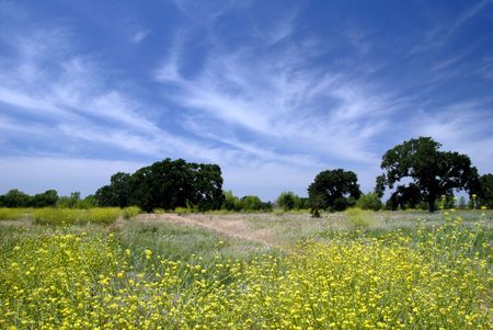 Field of Wild Mustard Flowers Under Stratus Clouds and Blue Summer Sky の写真素材