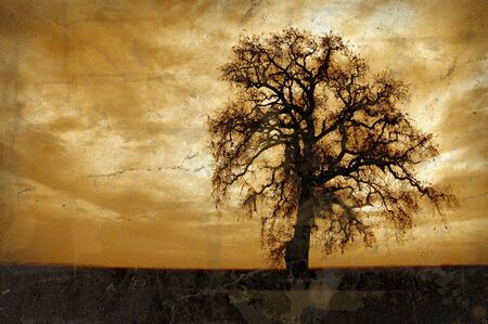 Grunge Antique Photo Effect of Winter Oak Tree, High Clouds, and Setting Sun, の写真素材