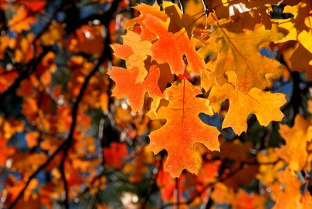 Brilliant Red Autumn Oak Leavesの写真素材