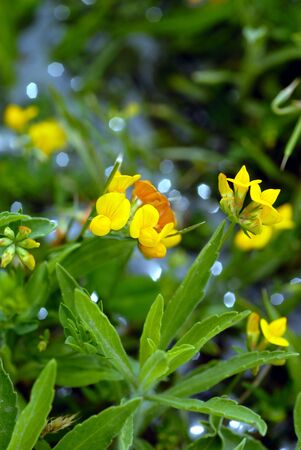 Yellow flowers on green, selective focus, with sparkling bokehの写真素材