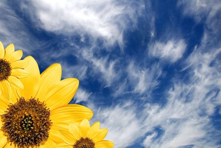 Fair sky background with bright yellow sunflowers and copy spaceの写真素材