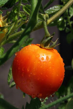 Macro of ripe Summer Tomatoes hanging on the vine.の写真素材