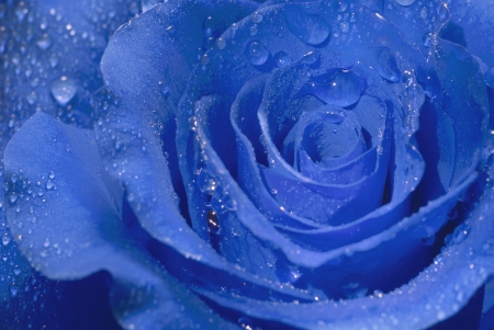 Closeup of a blue rose covered with dew drops.の写真素材