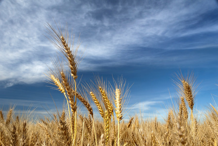 Landscape close up of ripe, amber wheat seed heads, against dramatic sky の写真素材