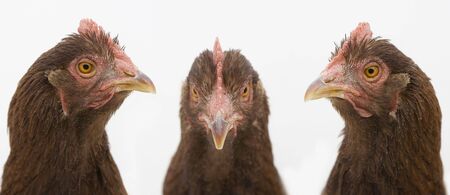 Three chicken faces on white background. One looks to the left, one to the center, and one to the right.の写真素材