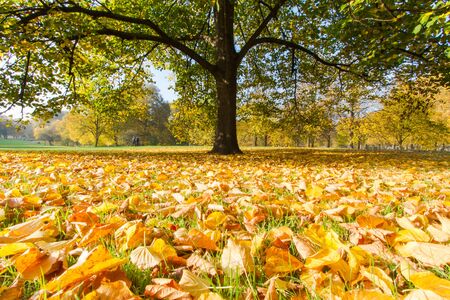 Autumn Leafsの写真素材