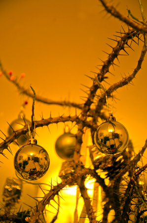 barbed houseplant, use in place of the Christmas tree, Alternative Christmas Creativeの写真素材
