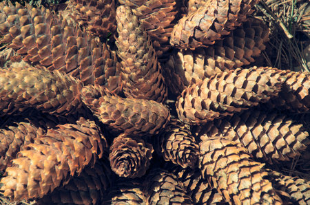 cones of coniferous plants, natural background