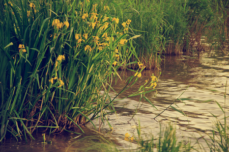yellow irises marsh flowersの写真素材