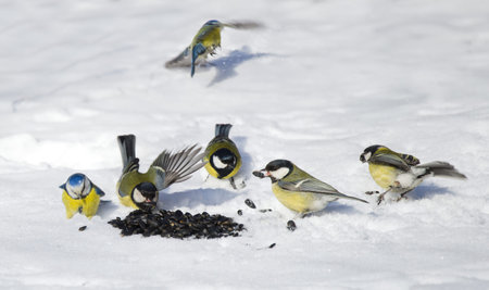 a lot of tits in the snow