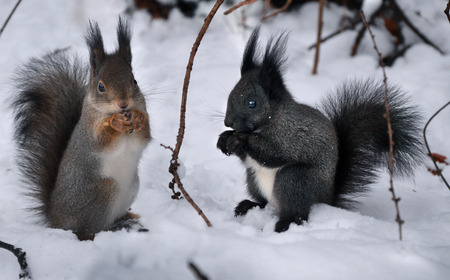 black and red squirrel, small furry animals in snowの写真素材