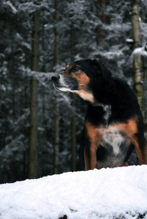 hunting dog in snowy forestの写真素材