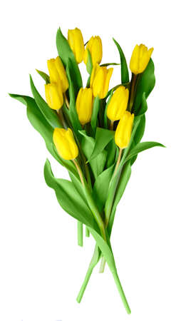 Tulips on white backgroundの写真素材