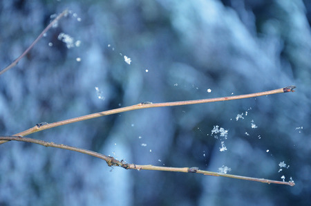 snowflakes caught in web, first snow, winter eveningの写真素材