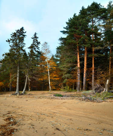 autumn day in the nord forestの写真素材