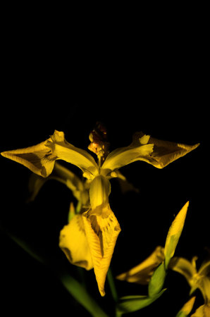 Iris pseudacorus on black backgroundの写真素材
