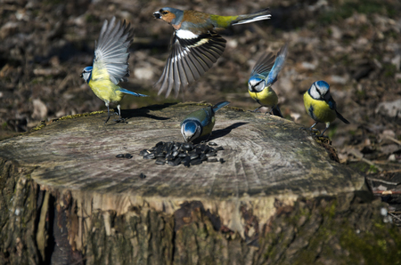 feeding birds in parkの写真素材