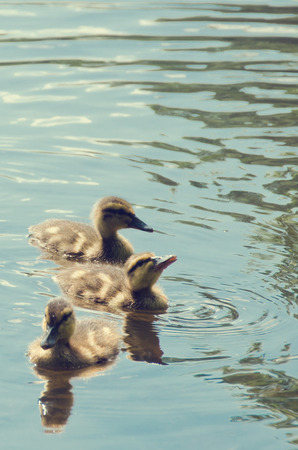 little ducklings in waterの写真素材