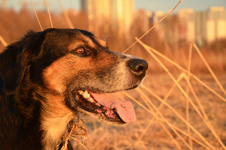 hunting dog in sunlightの写真素材