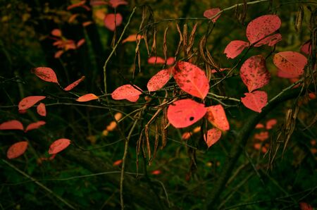 red leaves on branchesの写真素材