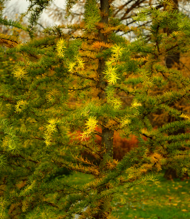 larch in yellow, autumn tree in forest, backgroundの写真素材