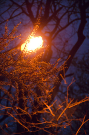 light through branches of the larches, lantern in night park