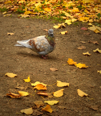 dove in autumn, bird in autumn Parkの写真素材