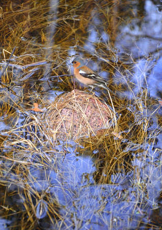 Chaffinch on stone, bird on a rock in the middle of the swampの写真素材