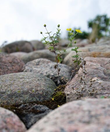 plant is on the rocksの写真素材
