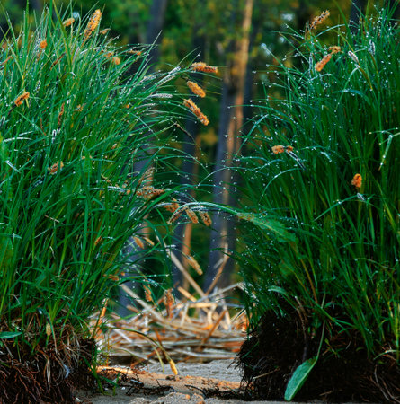 coastal green grass, morning on the beach at the Bay