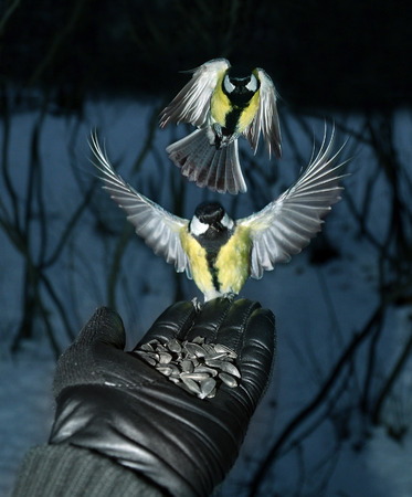 two titmouse on hand, feeding small birdsの写真素材
