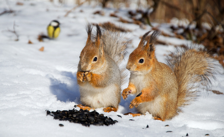 Two Red Squirrelの写真素材