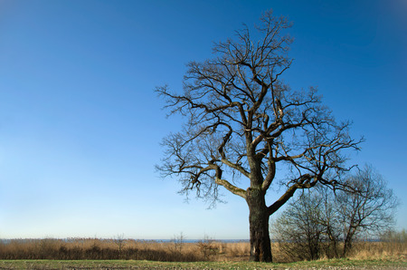 spring and tree, old oakの写真素材