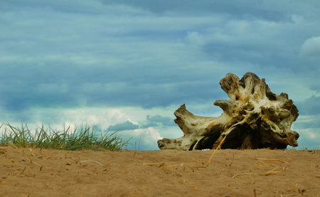 sand, grass and driftwood on the beachの写真素材