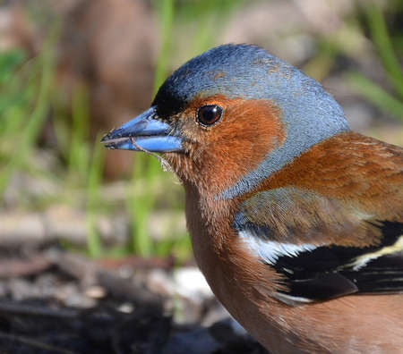 Portrait of a bird, male bird, Chaffinchの写真素材