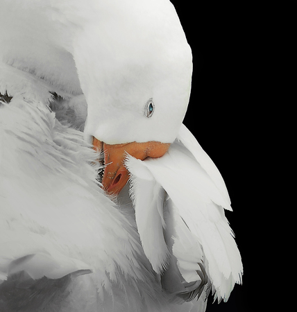 Goose on black backgroundの写真素材